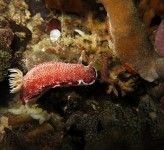 Nudibranch Komodo NP