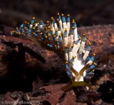 Nudibranch Nick Longfellow