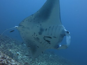 Manta Ray Komodo National Park