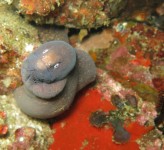 Moray Eel Komodo NP