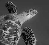 Hawksbill Turtle 