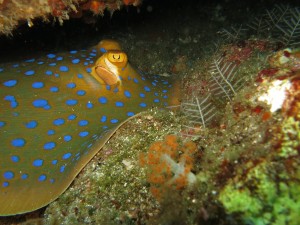 Bluespotted Stingray