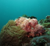 Scorpionfish Indonesia