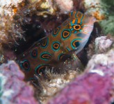 Mandarinfish