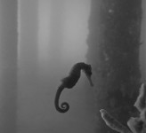 Seahorse