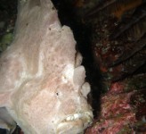 Giant Frogfish Komodo NP