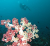 Soft Coral South Komodo