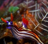 Nudibranch