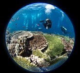 Reefs of Komodo