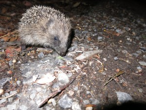 Hedgehog New Zealand