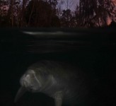 Manatee Florida