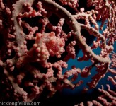 Pygme Seahorse