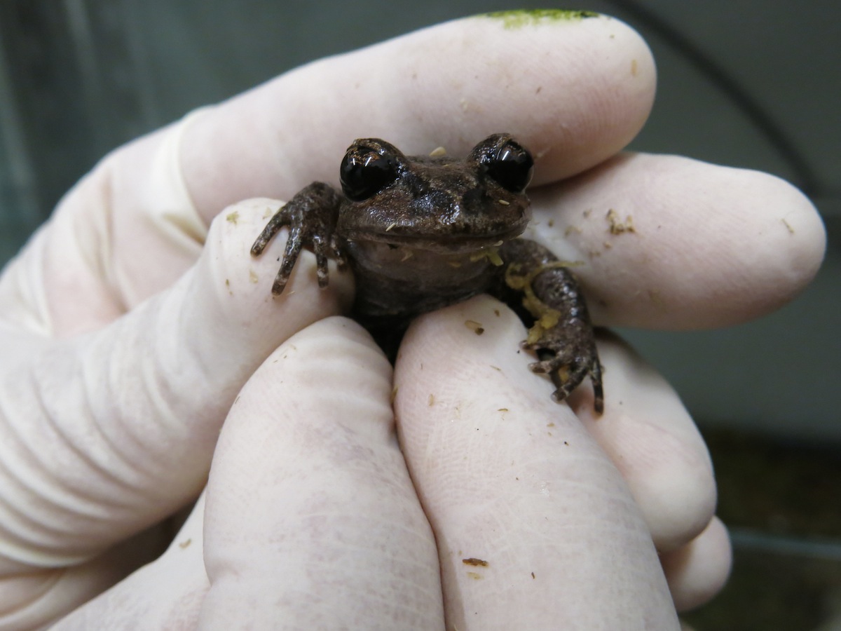New Zealand Frog