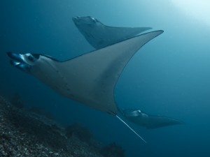 Manta Rays of Komodo