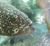 Fish in tank Hong Kong