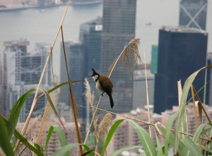 Bird on Victoria Peak