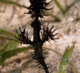 Ornate Ghost Pipefish