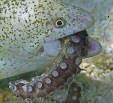 Moray Eel eating Octupus