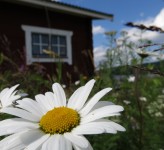 Summer cabin Sweden