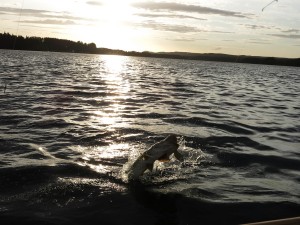 Pike in Sweden