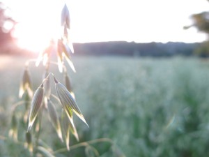 Summer in Sweden