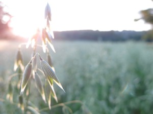 Summer in Sweden