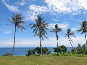 Palms in Taiwan