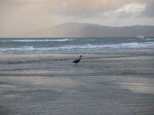 Cape Tribulation