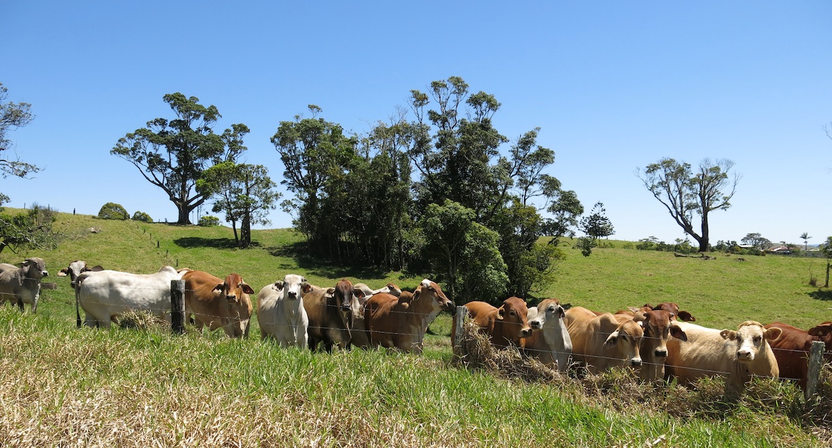Cattle Queensland