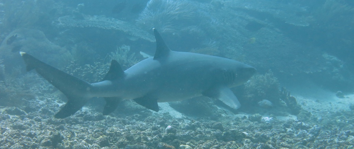 White Tip Reef Shark Komodo NP
