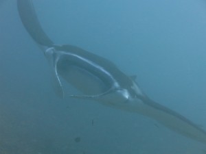 Reef Manta Ray Komodo NP