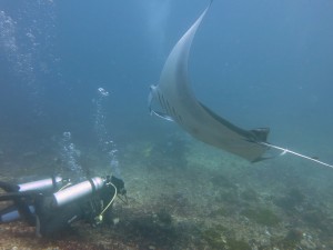 Elitza Germanov with Manta Ray in Komodo NP