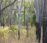 Paluma Range NP