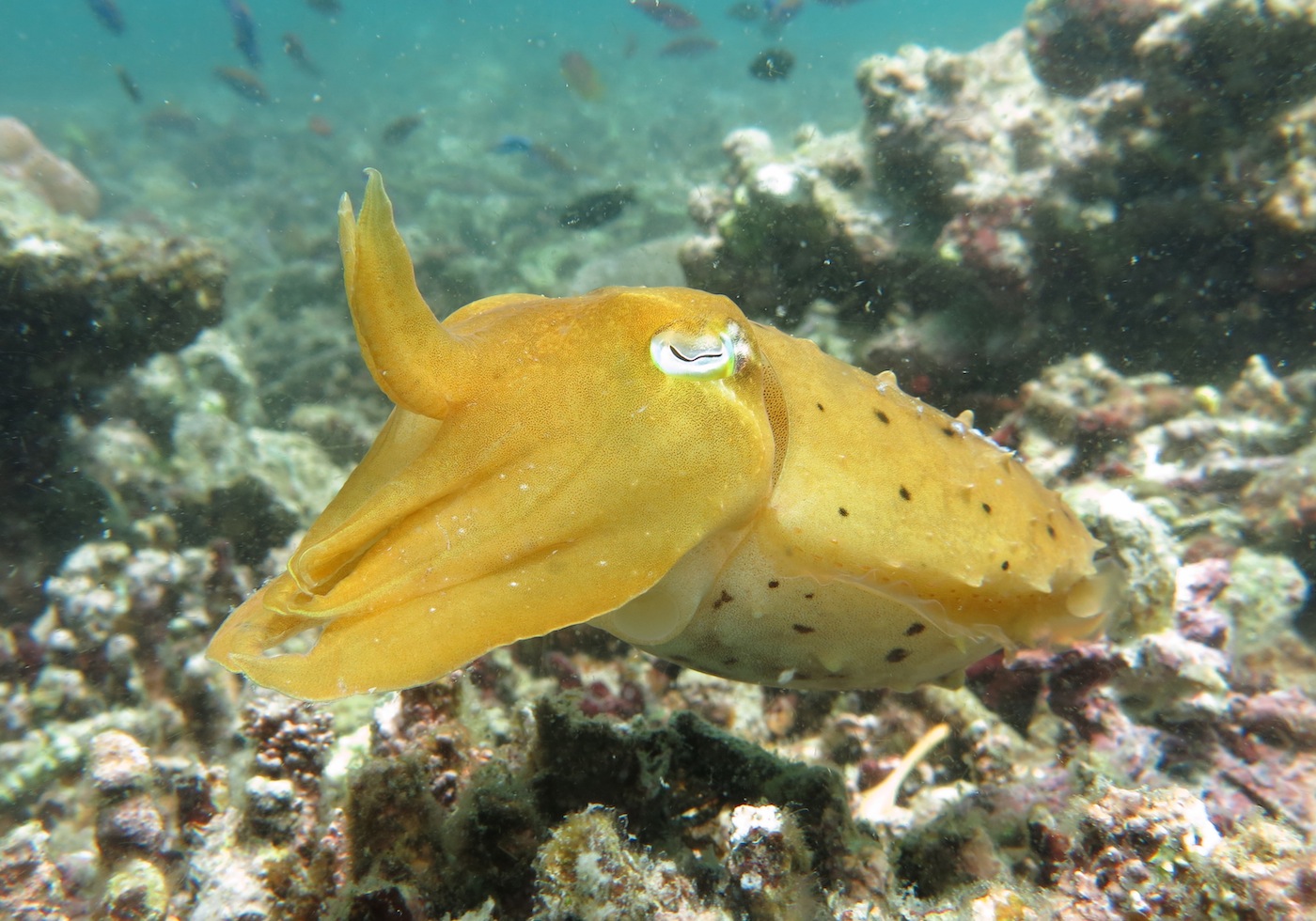 Cuttlefish Komodo NP