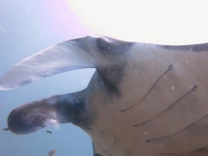 Reef Manta Ray