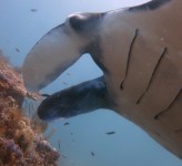 Manta Ray Close Up