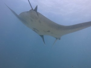Manta Ray in Indonesia
