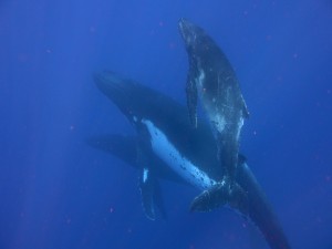 Humpbacks South Pacific