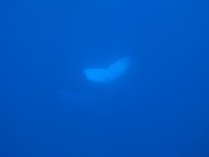 Humpback Tail
