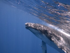 Baby Humpback