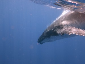 Baby Humpback