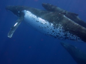 Humpbacks Tonga