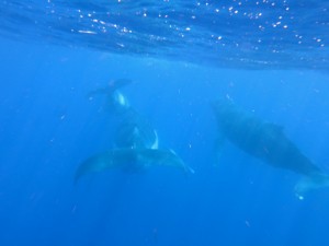 A family of humpbacks