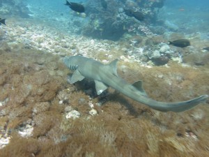 Bamboo Shark Karang Makassar Komodo NP