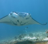 Mantarocka Indonesien