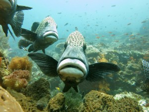 Sweetlips Tatawa Besar