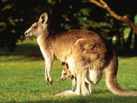 kangaroo_001.jpg