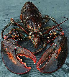 lobsterdm0811_468x521.jpg