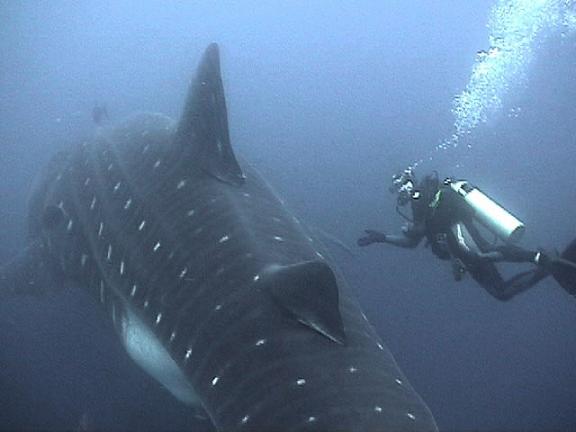 whale-shark-and-diver.jpg